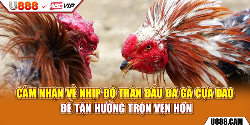 Cảm nhận về nhịp độ trận đấu đá gà cựa dao để tận hưởng trọn vẹn hơn
