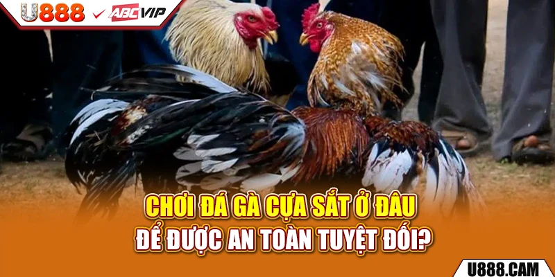Chơi đá gà cựa sắt ở đâu để được an toàn tuyệt đối?