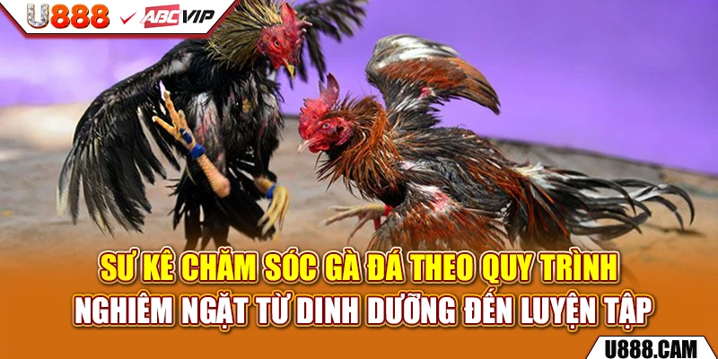 Sư kê chăm sóc gà đá theo quy trình nghiêm ngặt từ dinh dưỡng đến luyện tập