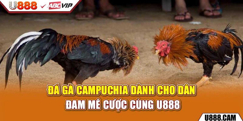 Đá Gà Campuchia Dành Cho Dân Đam Mê Cược Cùng U888