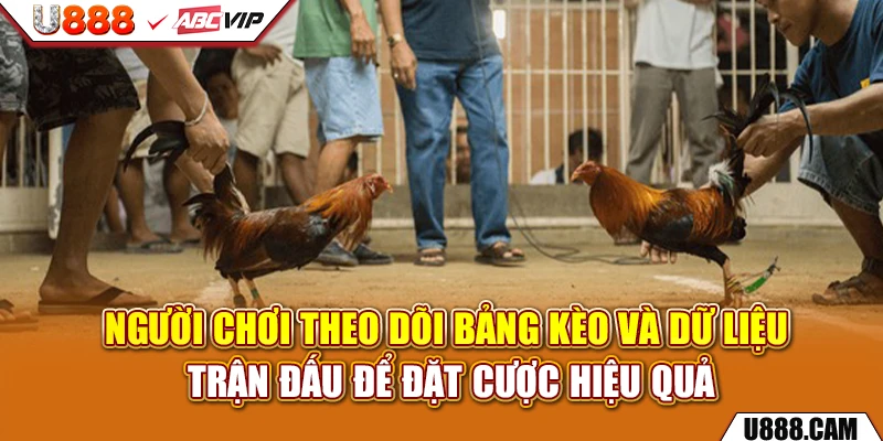 Người chơi theo dõi bảng kèo và dữ liệu trận đấu để đặt cược hiệu quả
