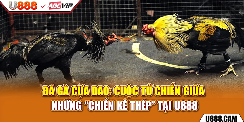 Đá Gà Cựa Dao: Cuộc Tử Chiến Giữa Những “Chiến Kê Thép” Tại U888