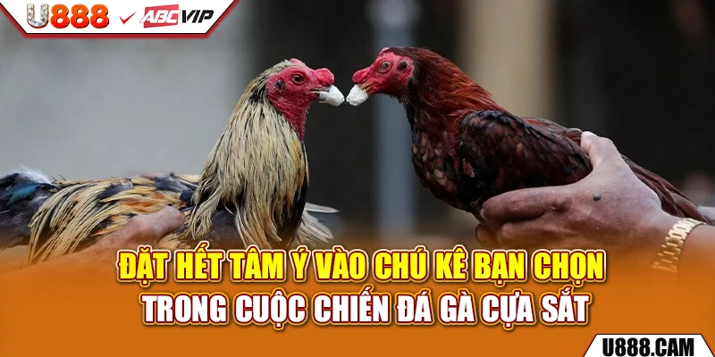Đặt hết tâm ý vào chú kê bạn chọn trong cuộc chiến đá gà cựa sắt