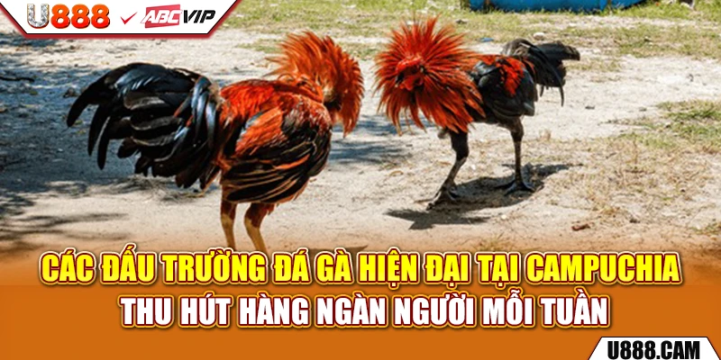 Các đấu trường đá gà hiện đại tại Campuchia thu hút hàng ngàn người mỗi tuần