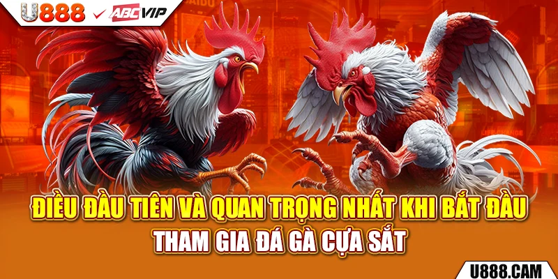 Điều đầu tiên và quan trọng nhất khi bắt đầu tham gia đá gà cựa sắt