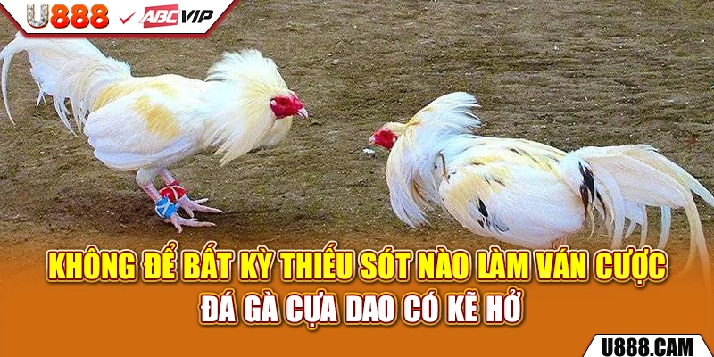 Không để bất kỳ thiếu sót nào làm ván cược đá gà cựa dao có kẽ hở