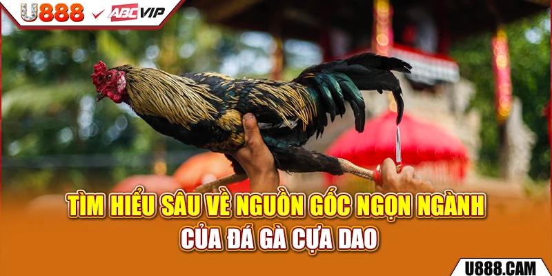 Tìm hiểu sâu về nguồn gốc ngọn ngành của đá gà cựa dao